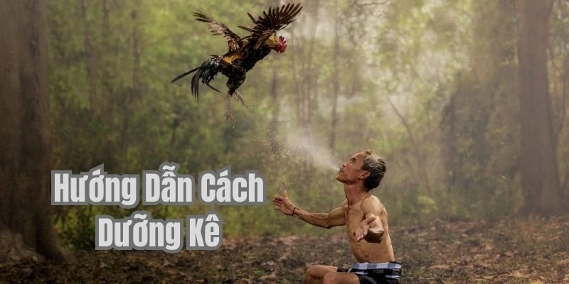 Chăm gà đá đúng cách - Lợi ích không ngờ