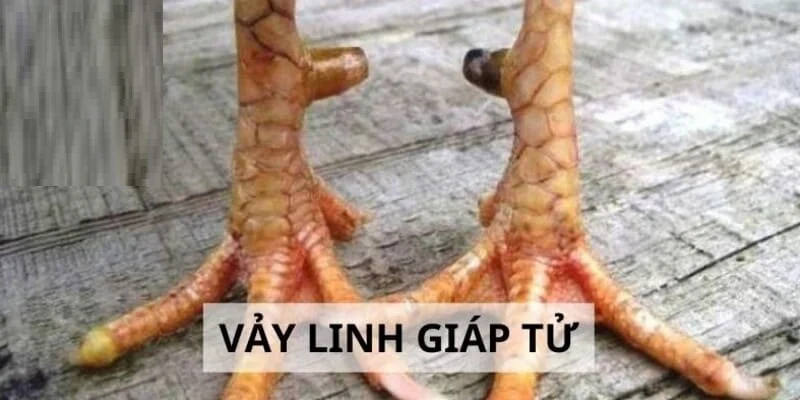 Tìm hiểu về vảy gà linh giáp tử qua các đặc điểm